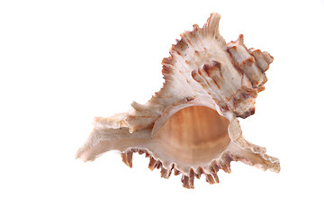 Image showing sea shell isolated