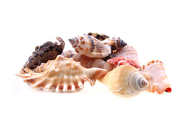 Image showing sea shells isolated