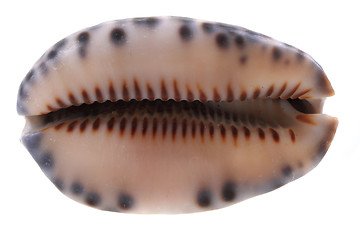 Image showing sea shell isolated