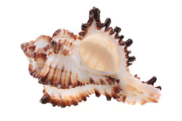 Image showing sea shell isolated