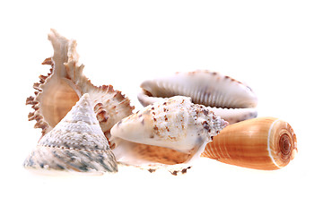 Image showing sea shells isolated