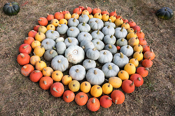 Image showing Ripe autumn pumpkins on the farm