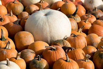 Image showing Ripe autumn pumpkins on the farm