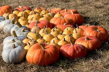 Image showing Ripe autumn pumpkins on the farm