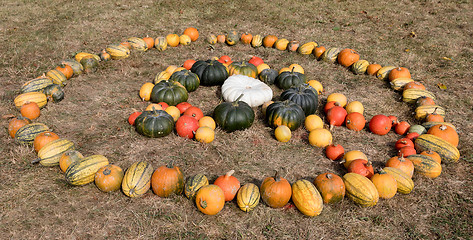 Image showing Ripe autumn pumpkins on the farm