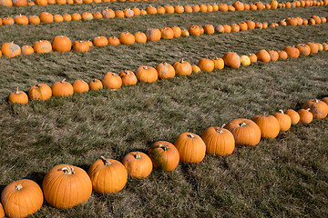 Image showing Ripe autumn pumpkins on the farm