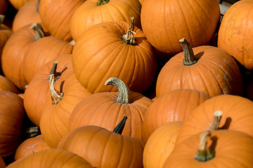 Image showing Ripe autumn pumpkins on the farm