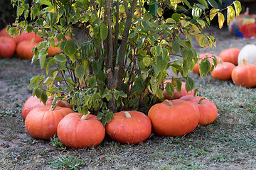 Image showing Ripe autumn pumpkins on the farm