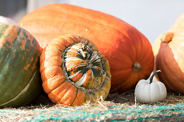 Image showing Ripe autumn pumpkins on the farm