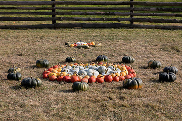 Image showing Ripe autumn pumpkins on the farm