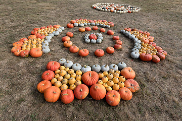 Image showing Ripe autumn pumpkins on the farm