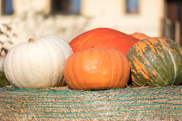 Image showing Ripe autumn pumpkins on the farm