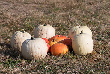 Image showing Ripe autumn pumpkins on the farm