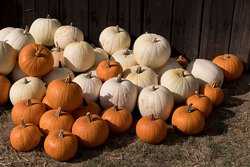 Image showing Ripe autumn pumpkins on the farm