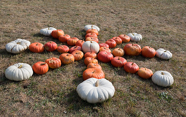 Image showing Ripe autumn pumpkins on the farm