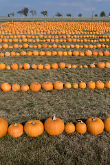 Image showing Ripe autumn pumpkins on the farm