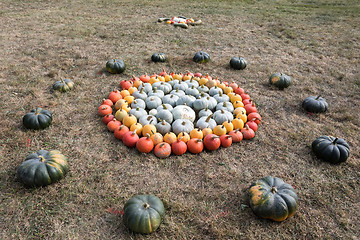 Image showing Ripe autumn pumpkins on the farm