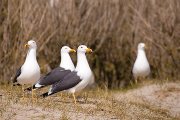 Image showing European Herring Gulls, Larus argentatus