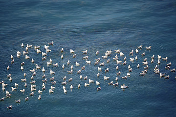 Image showing flock of European Herring Gulls, Larus argentatus