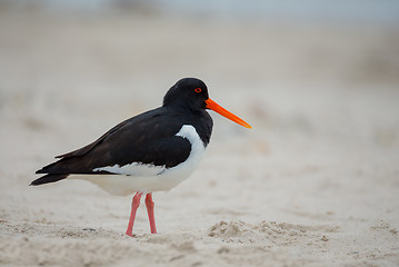 Image showing Eurasian oystercatcher (Haematopus ostralegus)