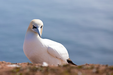 Image showing northern gannet sitting on the nest