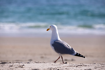 Image showing European Herring Gulls, Larus argentatus