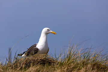 Image showing European Herring Gulls, Larus argentatus