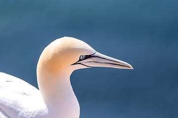 Image showing northern gannet sitting on the nest