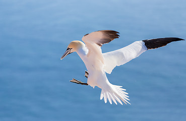 Image showing flying northern gannet, Helgoland Germany