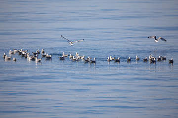 Image showing flock of European Herring Gulls, Larus argentatus