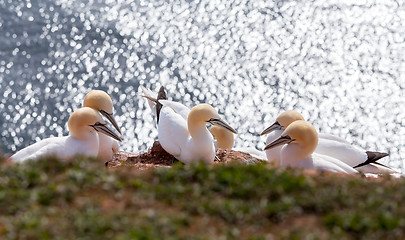 Image showing northern gannet sitting on the nest