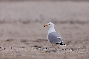 Image showing European Herring Gulls, Larus argentatus