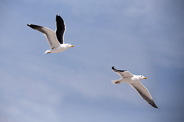 Image showing flying European Herring Gulls, Larus argentatus