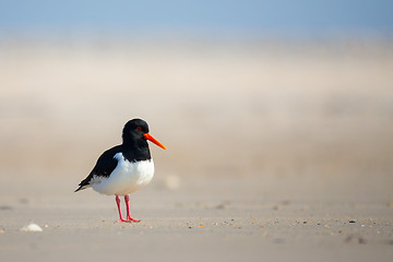 Image showing Eurasian oystercatcher (Haematopus ostralegus)