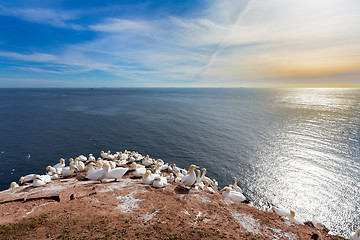 Image showing northern gannet sitting on the nest