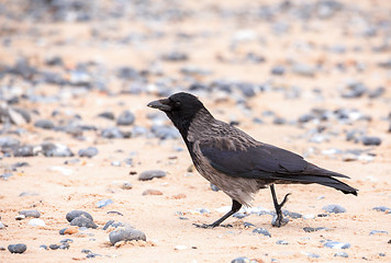 Image showing carrion crow on the beach in Helgoland