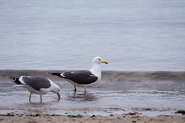 Image showing European Herring Gulls, Larus argentatus