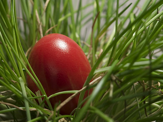 Image showing Red egg