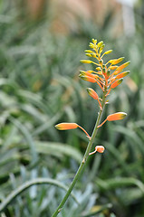 Image showing Yellow Succulent flower