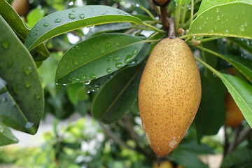 Image showing Sapodilla fruit on tree