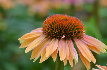 Image showing Daily flower in the Garden in the bay ,Singapore