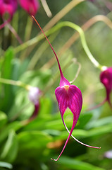 Image showing Purple orchid on green leaf blurry background