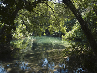 Image showing Primeval forest