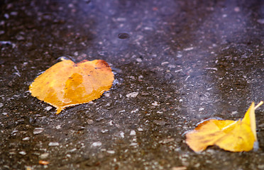 Image showing Wet leafs