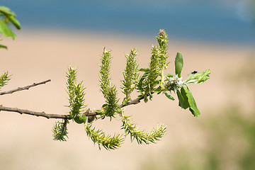 Image showing Twig with seeds in the spring