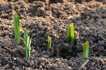 Image showing Crocus flower sprouts in the springtime