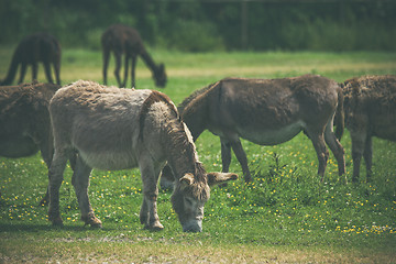 Image showing Donkeys grazing on a green meadow