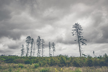 Image showing Landscape with tall pine tree silhouettes