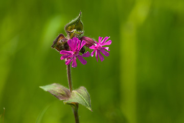 Image showing Silene Dioica flower in green nature