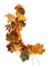 Image showing Autumn dried multicolor maple-leafs